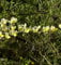 Weißer Ginster 60-80cm - Cytisus praecox