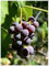 Weinreben, Stecklinge, Vitis Vinifera Weinrebe,Winterhart MehrjäHrig,Trauben Pflanzen,Winterhart Weinreben,Zierpflanzen,Weintrauben Kernlos Pflanze-5ROOT-A