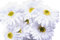 CraftMore Gerbera Gänseblümchen, 35,6 cm, Weiß, 12 Stück