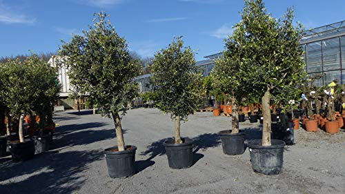 gruenwaren jakubik 3x Olivenbaum Olive '20 Jahre' 160-170 cm, beste Qualität, Stammumfang 20-30 cm, winterhart, Olea Europaea