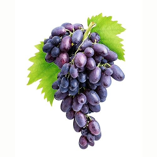 200 pcs weinreben bio samen - frisches obst winterharte kübelpflanzen,trauben kernlos,weintrauben pflanzen,Vitis vinifera, bonsai tree indoor garten geschenk pflanzendeko obstbaum