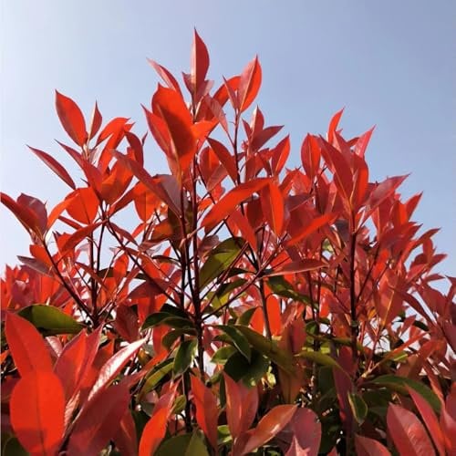 plantas de cobertura photinia red robin arbustos plantas exóticas resistentes semillas de níspero rojo petirrojo, plantas de cobertura de rápido crecimiento plantas en macetas 350pcs