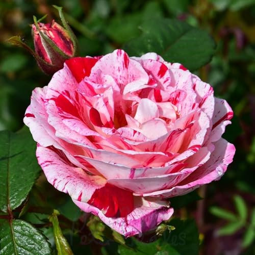 Peter Beales Roses UK Scentimental Bush Rose, Double Blooms, Very Fragrant, 90cm x 100cm