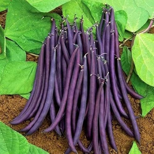 Fagiolo francese nano - Regina viola - 80 semi - semi di fagioli viola - Phaseolus - NPWS
