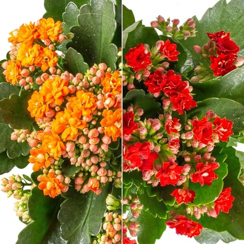 Kalanchoe 'Calandiva'®, rot&orange, Topf-Ø 12 cm, Höhe ca. 20-30 cm, 6er-Set