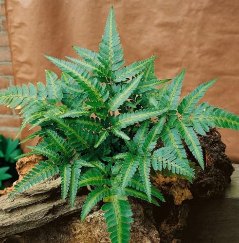 Polystichum acrostichoides ca. 9x9 cm Topf - Weihnachtsfarn, immergrün, ideal für schattige Standorte, pflegeleicht, winterhart