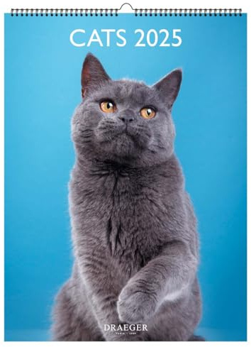 Wandkalender 29 x 39 cm 2025 – Januar bis Dezember 2025 – Katzen