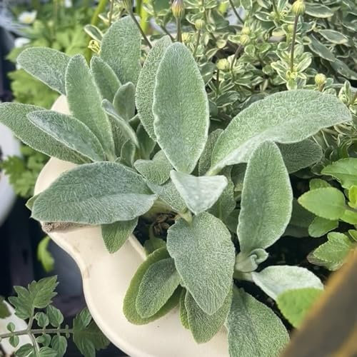 80 Pcs Wollziest Pflanze Kaufen Samen - Bio Saatgut, Winterharte Sträucher, Wildblumensamen Mehrjährig Winterhart (Stachys Byzantina) Küchenkräuter Balkonpflanzen, Blumensamen Gastgeschenk
