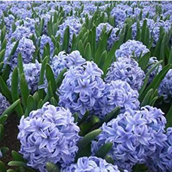 3: Orange Hyacinthus Orientalis Seeds Hyazinthe Topf Bonsai Balkon Blumensamen DIY Hausgarten 100 Partikel/Los