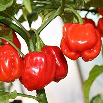 Potseed ??? Semillas de Chile Habanero Gambia Made in Italy