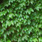 Semillas de hiedra de Boston verde (10 unidades)