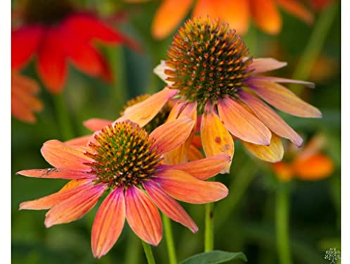 1 x Echinacea purpurea 'Lakota Orange' (Stauden/Staude/Mehrjährig/Winterhart) Oranger Purpursonnenhut - Ein Sommertraum in leuchtender Farbe - sehr Insekten- und Bienenfreundlich - von Stauden Gänge