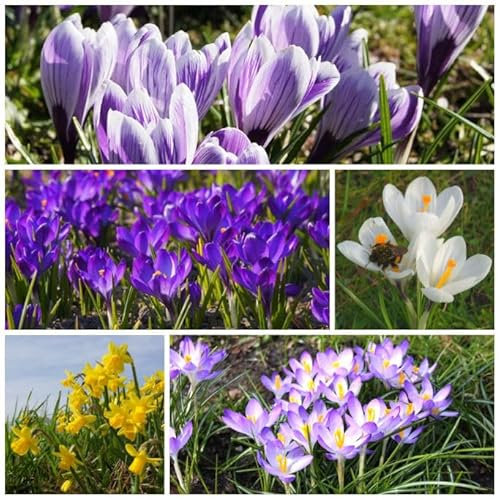 Natural Bulbs – Bienenbuffet Sonnenbad v2 60 ST - BIO - Blumenzwiebeln winterhart mehrjährig aus Holland – Perfekt für Bienen - Blumenzwiebeln Mix - Frühblüher Frühlingsblumen