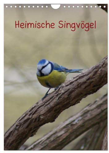 Heimische Singvögel (Wandkalender 2026 DIN A4 hoch), CALVENDO Monatskalender: Bunte Vogelwelt der Gattung Passeri in der Natur und in Parkanlagen (CALVENDO Tiere)