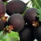 Currant-agrest Josta 2L Pflanze für Anfänger und professionelle Gärtner - Ideal für Kleingarten, Garten - Schöne Pflanze mit ungewöhnlichen Blüten - Genießen Sie jeden Tag ihre Farben
