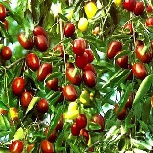Haloppe 100 Stück Jujube-Fruchtsamen für den Hausgarten, süße Jujube-Samen, rotes Datum, Obstpflanze, Baum, Garten, Hinterhof, Bauernhof, Dekoration Jujube-Samen