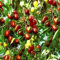 Haloppe 100 Stück Jujube-Fruchtsamen für den Hausgarten, süße Jujube-Samen, rotes Datum, Obstpflanze, Baum, Garten, Hinterhof, Bauernhof, Dekoration Jujube-Samen