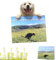 Dogs Pooping in Beautiful Places 2024, Lustige Kackende Tiere Kalender 2024, Pooping Dogs Calendar, Kackende Hunde Kalender 2024 Geeignet für Familien und Hotels (Gelb-Rapsblüten)