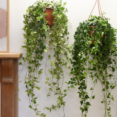 Hedera Helix Mix - Versatile Evergreen Ivy for Indoors and Outdoors, Perfect for Ground Cover, Container Plants, and Foliage Display, 1X, 3X, 6X, 12X or 18X 6cm Pots by Thompson and Morgan