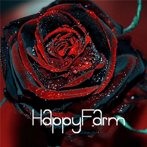 Schwarz Baccara Hybrid Rose Strauch Blume Samen, 100 Samen einer Pack, Fresh exotischen True Blood Rose, m1l2jp