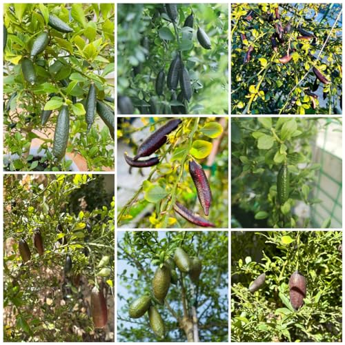 50 pcs fingerlimette frucht samen, säulenobst winterhart, samen fingerlimette baum - Citrus australasica - bonsai baum, gewächshaus säulenobst, geschenke säulen obstbäume, pflanze