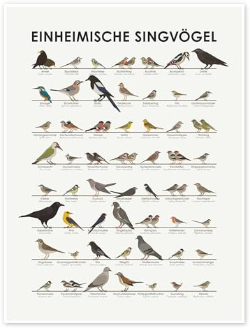 Iris Luckhaus Einheimische Singvögel Poster 60 x 80 cm | Infografik Illustration Minimalistisch Retro Grafisch Silhouetten Ornithologie Vogelkunde Naturkunde Biologie Natur Arten ppd