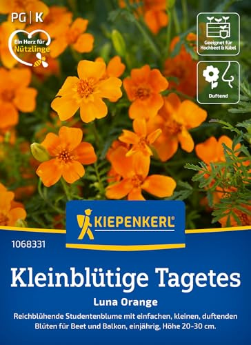 Kiepenkerl Kleinblütige Tagetessamen Luna Orange 1068331, Blumensaat | Studentenblume für Beet und Balkon für eine üppige Blütenpracht