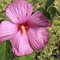 Blumixx Stauden Hibiscus moscheutos – Rosa Sumpfeibisch winterhart, mehrjährig, XXL-Blüten, Bienenfreundlich, ideal für Beet & Teichrand