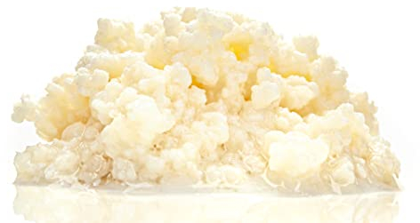 Milchkefir, Tibetanische Kefirknollen