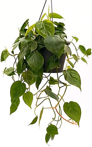 POWERS TO FLOWERS - PHILODENDRON SCANDENS XL, pianta vera
