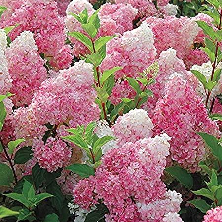 Aamish 20 Stück Vanille-Erdbeer-Hortensie-Blumensamen