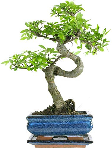 Home Decor Bonsai Tree with Pot and Tray – for Bedroom - Office, Very Easy to Care for. - 22cm to 30cm High