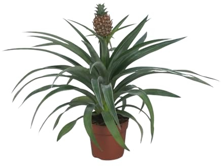 Ananas Mi Amigo - Ananaspflanze - Zimmerpflanze - Ø12cm - ↑40cm