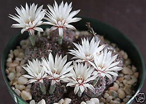 Gymnocalycium mesopotamicum, Esotico Blühender Fiore Raro-Kaktus, Kaktus, 100 Stück