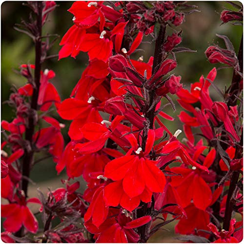 Lobelia x Speciosa 'Fan Scarlet' x 5 Large Plug Plants