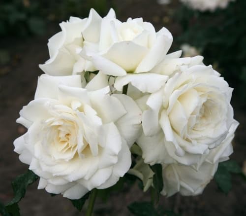 Rose 'Alaska' im Topf Rosa winterhart Sichtschutz duftend