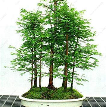 VISTARIC 14: 30 pc Sequoia rossa Semi Piante Sequoia sempervirens Bonsai albero in vaso per la casa e giardino fresche di Air giardino domestico di DIY 14