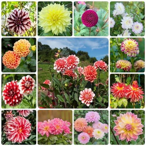 12 pcs dahlien knollen mischung winterharte balkonpflanzen frühblüher zwiebeln dahlien zwiebeln bonsai topf luftreinigende zimmerpflanzen deko gartenpflanzen winterfeste pflanzen für