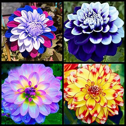 Crescono Rapidamente Attira Api E Farfalle Perfette Sia Per I Giardinieri Principianti Che Per I Coltivatori Professionisti Bulbi Di Dalia, Bulbi Di Dalia Fiori Grandi Vigorose E-4bulbs-A