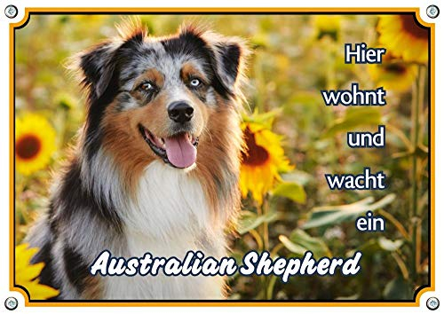 Petsigns Hundeschild Australian Shepherd - wunderschönes Metallschild in Fotoqualität, DIN A4