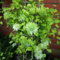 Clematis zwiebeln,winterharte pflanzen,clematis winterhart mehrjährig pflanzen,clematis onion,clematis winterhart immergrün,clematis waldrebe,clematis hellblau,umwelt verschönern.-10zwiebeln-E