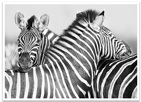 wandmotiv24 Poster als Wanddeko, Größe 18x13cm, Zebra, Tier, schwarz, Moderne Wanddeko, Wandbilder, Deko, Bild M0274