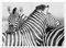 wandmotiv24 Poster als Wanddeko, Größe 18x13cm, Zebra, Tier, schwarz, Moderne Wanddeko, Wandbilder, Deko, Bild M0274
