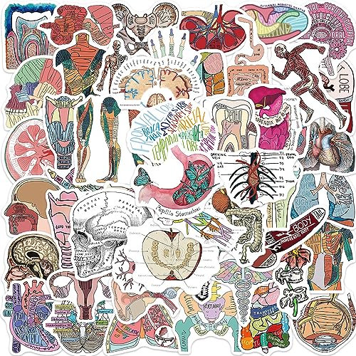 Anatomie der Organe Aufkleber Organe Stickers 50 Stück Skateboard Graffiti Aufkleber Motorräder Fahrrad Snowboard Gepäck Laptop Auto Koffer für Kinder und Jugendliche Wasserdichte Vinyl Aufkleber