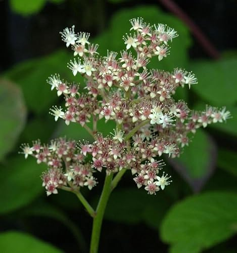 Holunderblättriges Schaublatt - Rodgersia sambucifolia - lebende Gartenpflanze aus den Baumschulen
