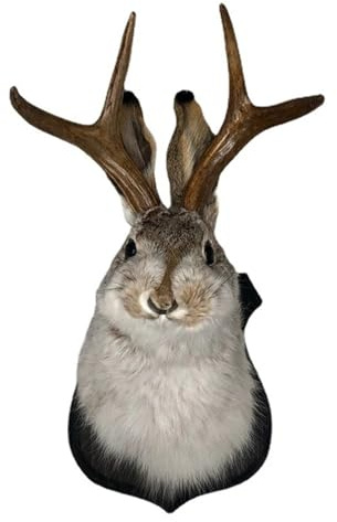 ZPZVEBEKK Antlers Wall Decor Animal Head Wall Decor Resin Deer Bunny Head Antlers Wall Mount Realistic Faux Taxidermy Jackalope Wall Art Hanging Decoration Wooden Antler Rabbit Head For Home Office