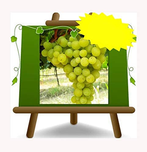 Vigne reine des vignes - Plante de fruits vieux porte-greffe sur pot 20 - arbre max 170 cm - 2 ans