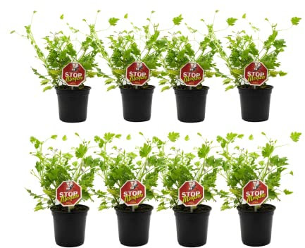 Geranio Antimosquitos Aroma Limón - Pack 8 Plantas - Plantas Repelentes de Insectos con Citronela