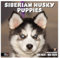 RED EMBER Sibirischer Husky-Welpen-Wandkalender 2025, 12 Monate, 30,5 x 61 cm offen, dickes und stabiles Papier, Geschenk, Kalender 2025