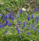 Armenische Traubenhyazinthe - Muscari armeniacum